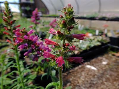 Echium amoenum
